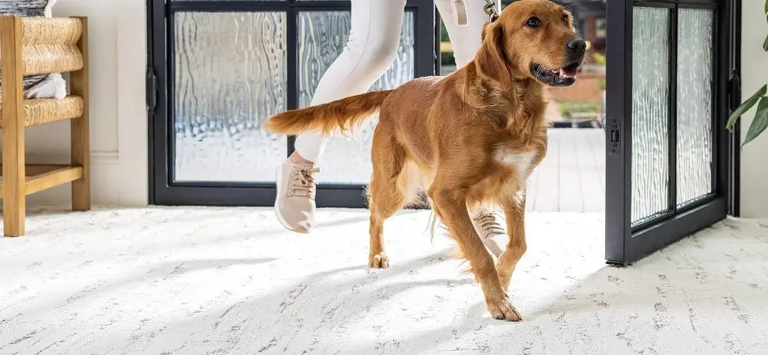 What Type of Carpet is Best for Pets?
