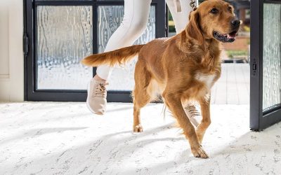 What Type of Carpet is Best for Pets?
