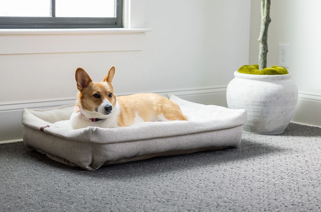 Best Flooring Options for Homes with Pets – Durable Choices