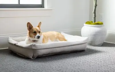 Best Flooring Options for Homes with Pets – Durable Choices